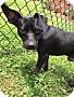 Adopt A Pet :: Gus - Raleigh, NC