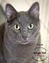 Adopt A Pet :: Han - Belton, MO