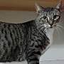 pet photo