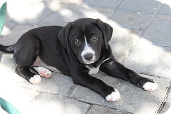 RENNA | Adopted Puppy | West Palm Beach, FL | Labrador ...
