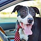 Adopt A Pet :: BON JOVI - Denton, TX