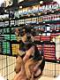 Adopt A Pet :: Devan - Gilbert, AZ