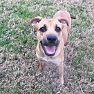 Adopt A Pet :: Brownie - Denton, TX