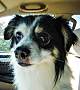 Adopt A Pet :: Garrett - Gilbert, AZ