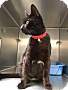 Adopt A Pet :: Mimosa - Oakland, CA
