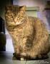 Adopt A Pet :: Elizabeth - Belton, MO
