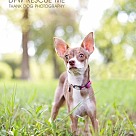 Adopt A Pet :: Chloe Justice - Denton, TX