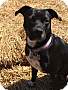 Adopt A Pet :: Echo - Winchester, VA