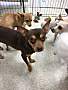 Adopt A Pet :: Danielle - Gilbert, AZ