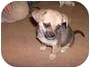 pet photo