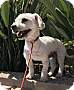 Adopt A Pet :: Lance - Costa Mesa, CA