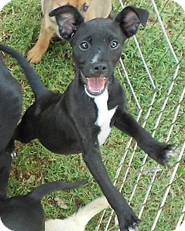 Blackjack Dog For Sale Blackjack Dog For Sale