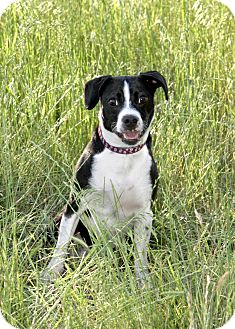 Marley | Adopted Dog | 905 | Dallas, TX | Boston Terrier ...