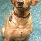 Adopt A Pet :: Tonto - Denton, TX