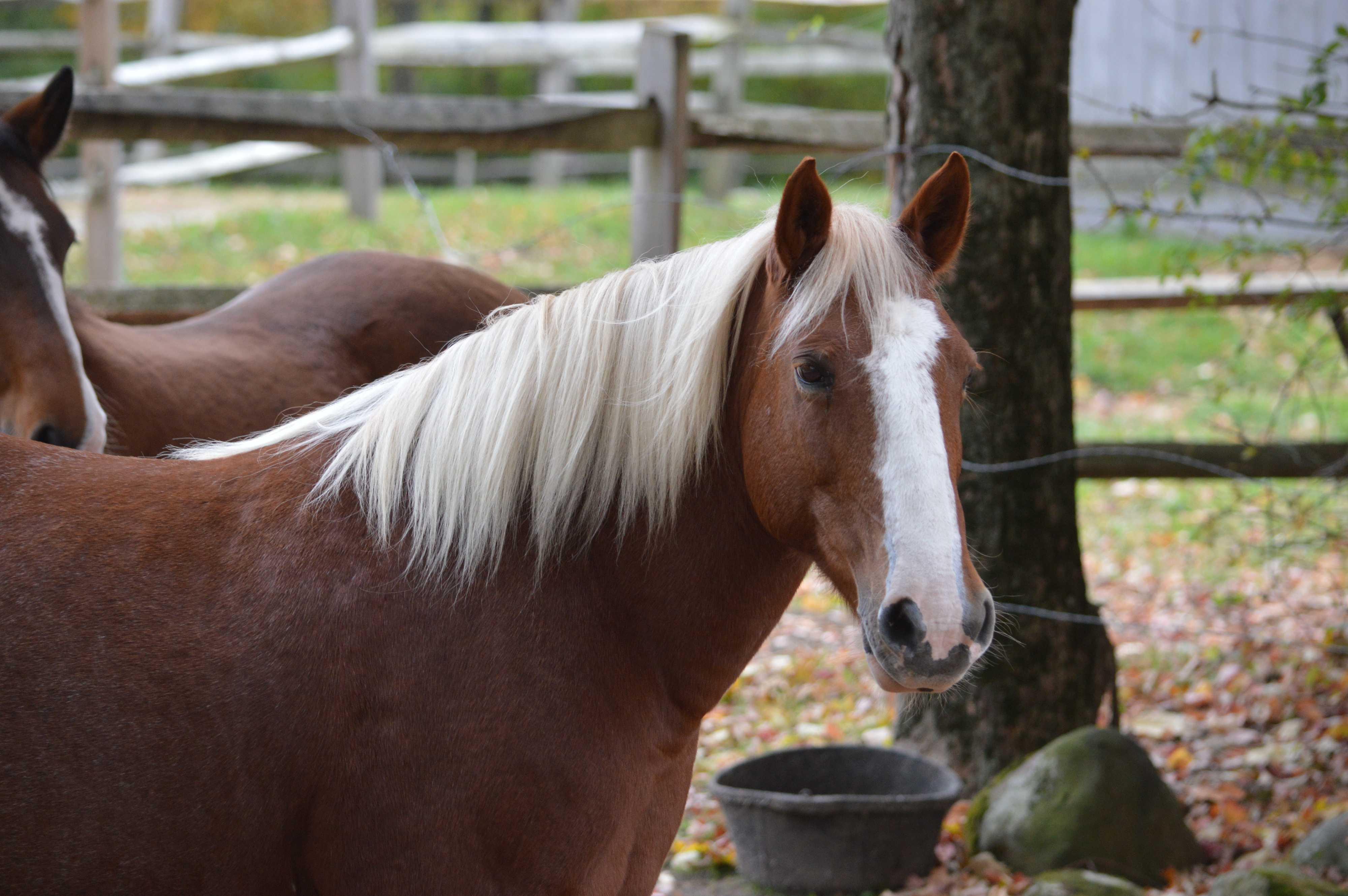 Adopt Sassy a Chestnut/Sorrel Mustang horse in Washington, CT (18057552 ...