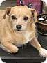 Adopt A Pet :: Phillipe - Costa Mesa, CA