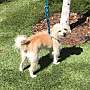 Adopt A Pet :: Tobias - Sacramento, CA