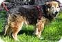 Adopt A Pet :: Prinze - Simi Valley, CA
