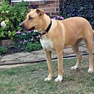 Adopt A Pet :: Libby II - Denton, TX