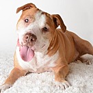 Adopt A Pet :: Titan - Denton, TX