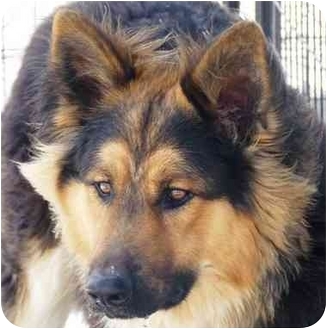 Rocky | Adopted Dog | YERINGTON, NV | German Shepherd Dog/Tibetan