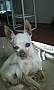 Adopt A Pet :: Clara Jane - Simi Valley, CA