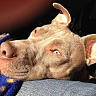 Adopt A Pet :: Missy - Denton, TX