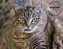 Adopt A Pet :: Petunia - Belton, MO