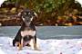 Adopt A Pet :: Abby - Sacramento, CA