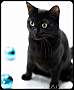 Adopt A Pet :: Princess Zelda - Belton, MO